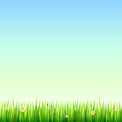 Fototapeta na wymiar Green, natural grass border with white daisies, camomile flower and small red ladybug. Template for your design or creativity.