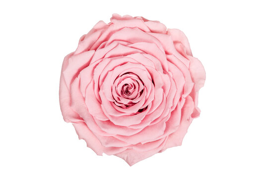 Rose hellrosa Freisteller