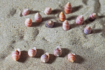 seashells in beach, shells in sand