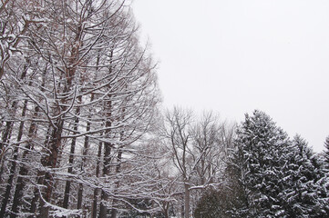 北海道の雪景色