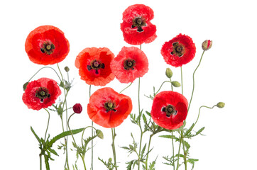 red poppies isolated on white background