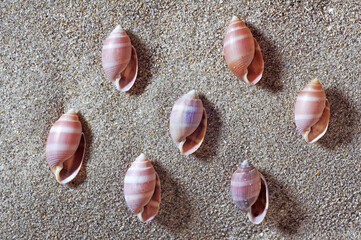 seashells in beach, shells in sand