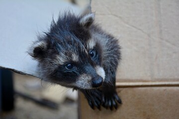 Ein kleines Waschbär  -  Baby  schaut aus einem Karton