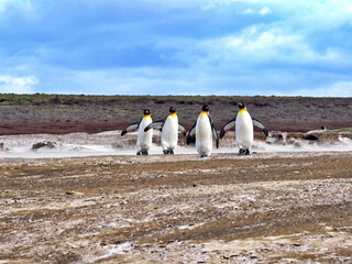 Big nesting colony King penguin, Aptenodytes patagonicus, Volunteer point, Falkland Islands -...