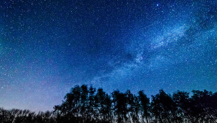 Fototapeta premium Starry sky and milky way above the trees.