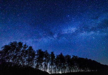 Starry sky and milky way above the trees.