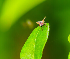 fly