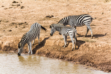 Fototapeta na wymiar Zebras drinking at the water hole, South Africa