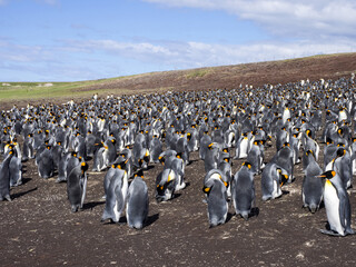 Obraz premium Big nesting colony King penguin, Aptenodytes patagonicus, Volunteer point, Falkland Islands - Malvinas