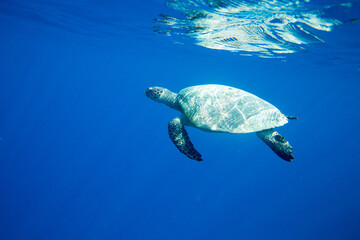 Fototapeta premium A turtle sitting at corals under water surface