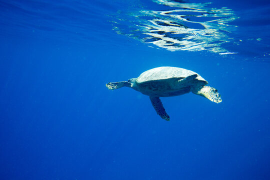A turtle sitting at corals under water surface