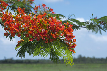 Beautiful red flower, Guppy flower