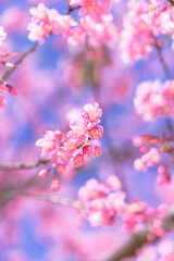 view beautiful Wild Himalayan Cherry Cherry Blossom Thailand in Chiang Mai