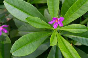 Ginseng herb or Panax flower and leaf (Talinum paniculatum)
