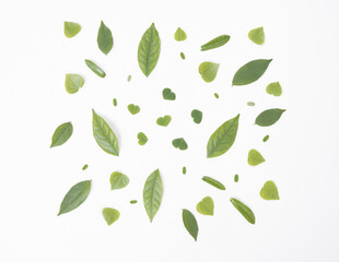 different leaves frame on white background. above flat lay.