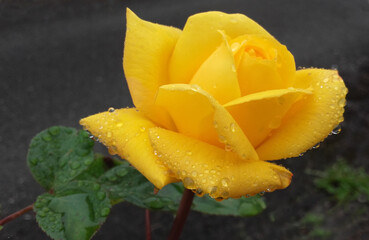 Yellow Rose rain droplets