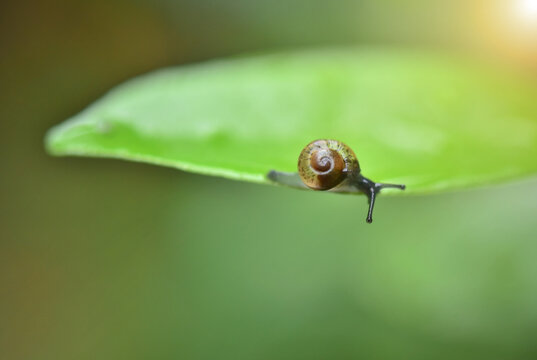 closeup snail on green leaf in nature garden.
