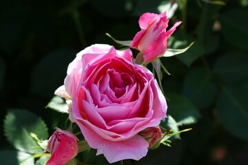 色鮮やかな薔薇