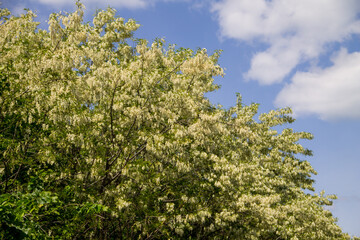 White acacia flower closeup (Robinia pseudoacacia). Acacia tree bloom