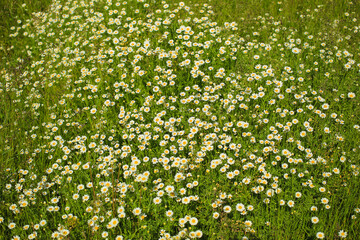 Lot of daisies in the green grass on a meadow, summer flowers
