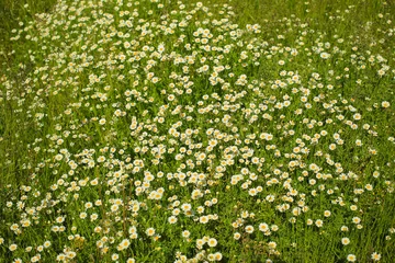 Cercles muraux Marguerites Lot of daisies in the green grass on a meadow, summer flowers