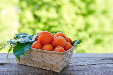 Basket of fresh apricots