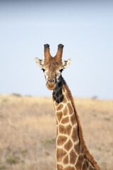 Obraz na płótnie Canvas African Giraffe