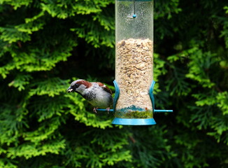 Sperling,Spatz,Futterspender