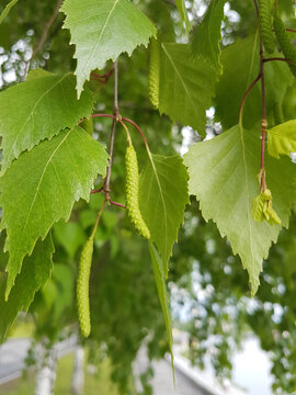 Birch green leaves kidney branch closeup