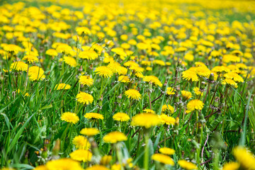 Fototapeta premium A field of dandelions under a blue sky. Yellow flowers field