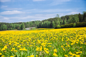 A field of dandelions under a blue sky. Yellow flowers field under blue  sky.