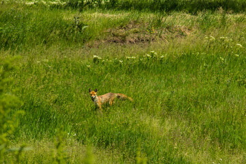 Red fox (Vulpes Vulpes) on green meadow. Fox in the wild