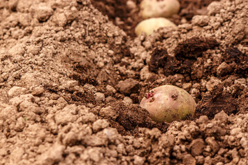 the tuber sprouted potatoes in the ground