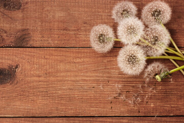 Fototapeta premium brown wooden background with white dandelions