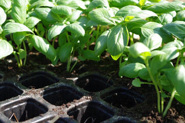 Basilikum Jungpflanzen - Anzucht