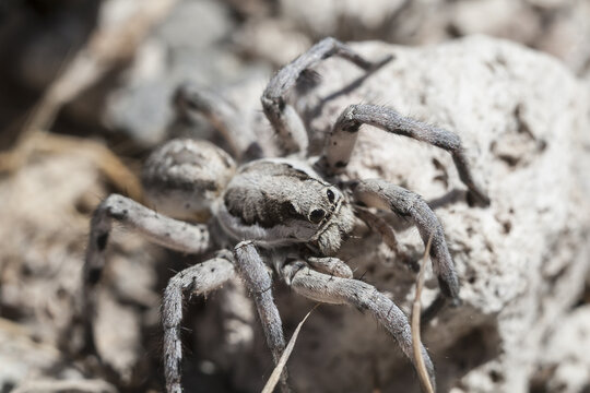 close up of a grey spider among stones in Santorini