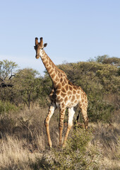 Giraffe in Grassland