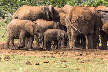 Elephants having a bath on water hole, South Africa