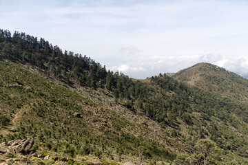 Fototapeta premium parque natural de pinsapos en sierra Bermeja, Málaga