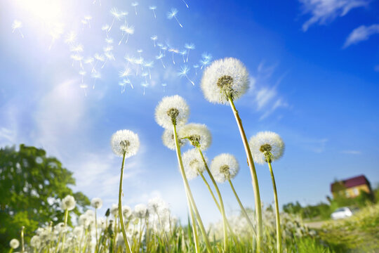 Fototapeta Lot of dandelions close-up on nature in spring against backdrop of summer house and blue sky. The wind blows away seeds of dandelions, template for summer vacations on nature.