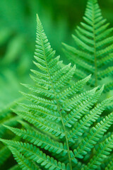 Fototapeta na wymiar green fern leaves