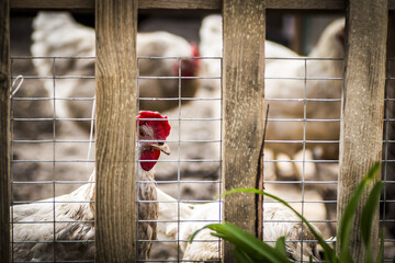 Chickens in a pen on a farm in the open air.