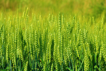 Fototapeta na wymiar green wheat closeup