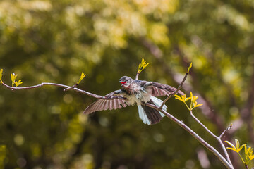 little bird on branch