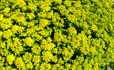 Obraz premium Lacy flower