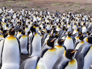 Big nesting colony King penguin, Aptenodytes patagonicus, Volunteer point, Falkland Islands - Malvinas