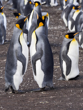 King Penguin, Aptenodytes patagonica, Volunteer Point, Falklands / Malvinas