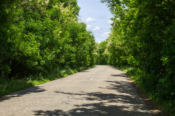Fototapeta na wymiar Empty asphalt road through a trees