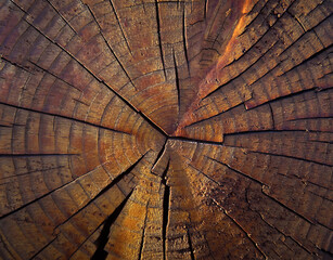 old wood log. colorful wooden