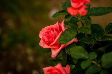 Pretty rose growing in the park